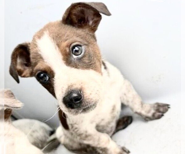 Medium Photo #1 Mutt Puppy For Sale in Houston, TX, USA