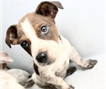 Small Mutt