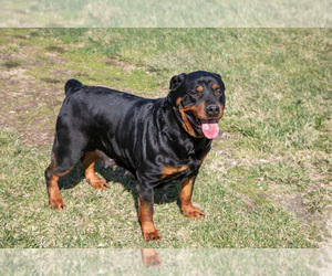 Mother of the Rottweiler puppies born on 02/12/2025