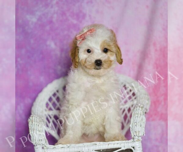 Medium Photo #58 Poodle (Toy) Puppy For Sale in WARSAW, IN, USA