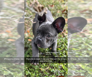 French Bulldog Puppy for Sale in SAINT JOHNS, Florida USA