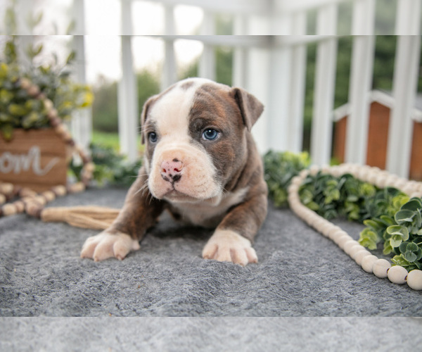 Medium Photo #3 Olde English Bulldogge Puppy For Sale in MERCER, PA, USA