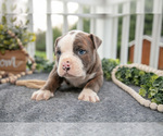 Small #2 Olde English Bulldogge