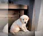Small #2 Golden Retriever