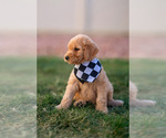 Small Photo #13 Goldendoodle Puppy For Sale in COLORADO SPRINGS, CO, USA