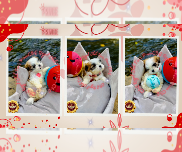 Medium Photo #3 Shih Tzu Puppy For Sale in ATHENS, GA, USA