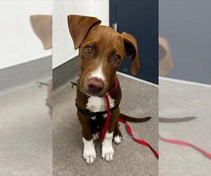 German Shorthaired Pointer-Unknown Mix Dogs for adoption in HESPERIA, CA, USA