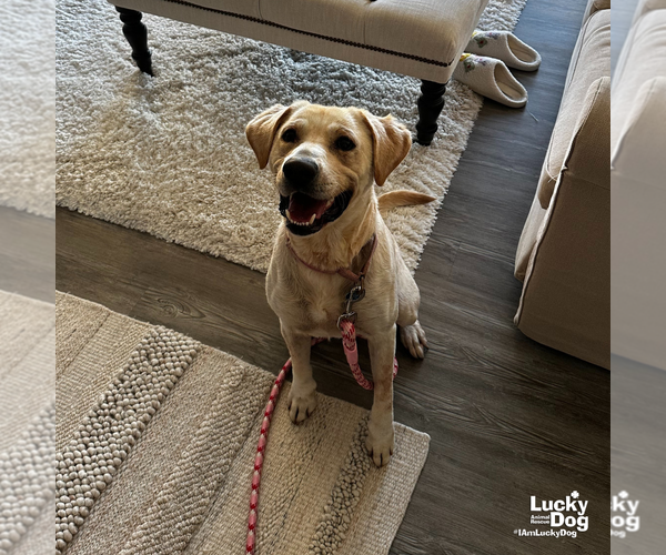 Medium Photo #8 Labrador Retriever-Unknown Mix Puppy For Sale in Washington, DC, USA