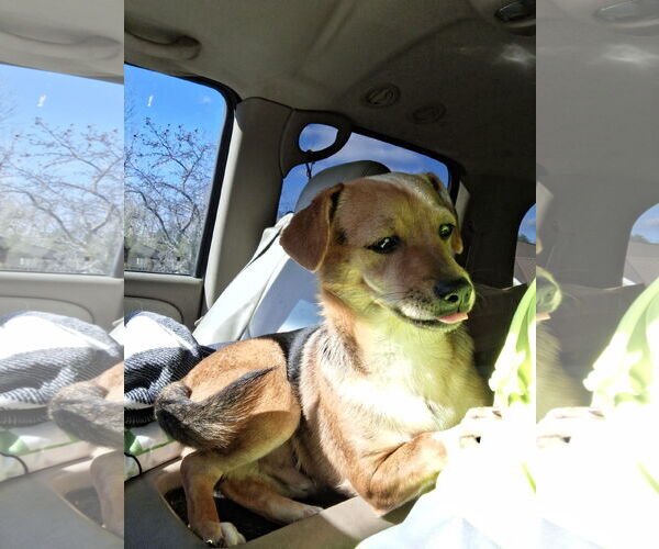 Medium Photo #3 Doxle Puppy For Sale in Sebec, ME, USA