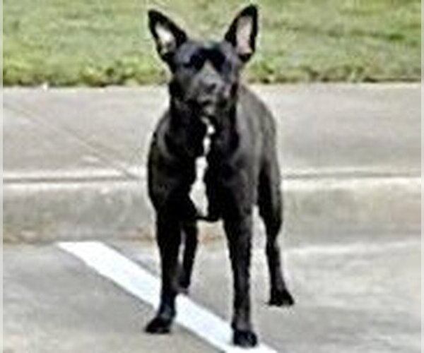Medium Photo #1 Labrador Retriever-Unknown Mix Puppy For Sale in Houston, TX, USA
