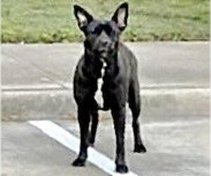 Labrador Retriever-Unknown Mix Dogs for adoption in Houston, TX, USA