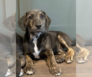 Hercules - Male Border Collie-Unknown Mix Dog for Adoption - Photo #3