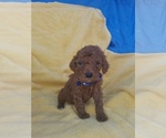 Small Photo #13 Poodle (Standard) Puppy For Sale in LOWELL, AR, USA