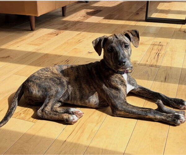 Medium Photo #8 Bulldog-Unknown Mix Puppy For Sale in Tarrytown, GA, USA