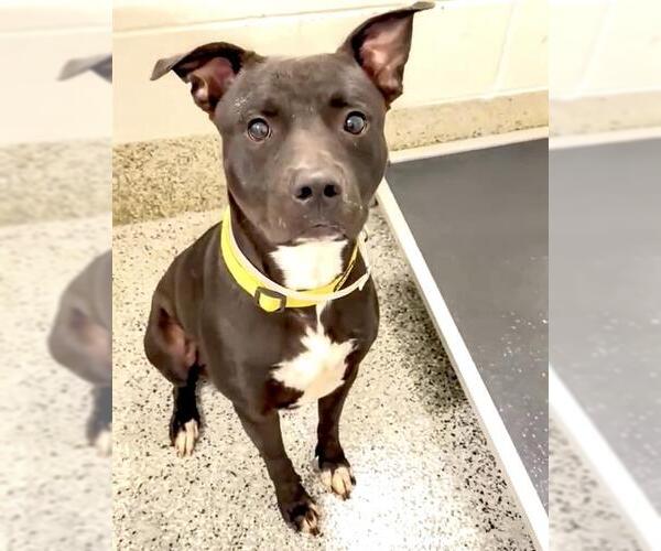 Medium Photo #2 American Pit Bull Terrier Puppy For Sale in Houston, TX, USA