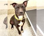 Small #1 American Pit Bull Terrier
