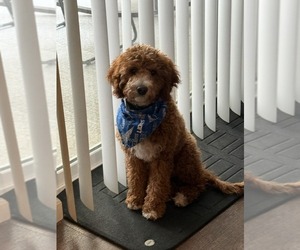 Cavapoo Puppy for sale in TRENTON, MI, USA