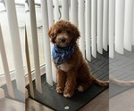 Small Cavapoo