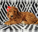 Small Photo #5 Irish Doodle Puppy For Sale in BAINBRIDGE, MD, USA
