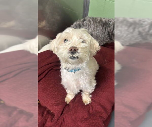 Medium Photo #1 Maltese Puppy For Sale in Elmsford, NY, USA