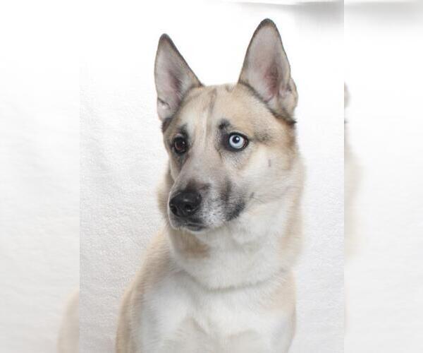 Medium Photo #1 German Shepherd Dog-Huskies  Mix Puppy For Sale in Burbank, CA, USA