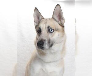 German Shepherd Dog-Huskies  Mix Dogs for adoption in Burbank, CA, USA