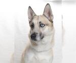 Small German Shepherd Dog-Huskies  Mix