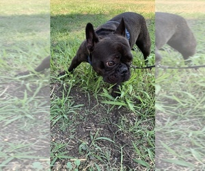 French Bulldog Puppy for sale in FRESNO, CA, USA