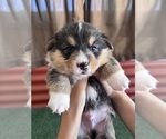 Small #16 Pembroke Welsh Corgi