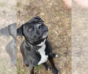 Deitz - Male Bulloxer Dog for Adoption - Photo #12
