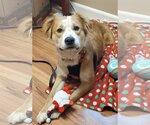 Small #5 Golden Retriever-Spaniel Mix