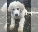 Small Photo #5 Maremma Sheepdog Puppy For Sale in CONNEAUT, OH, USA