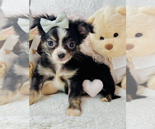 Medium Photo #7 Chihuahua Puppy For Sale in MIAMI BEACH, FL, USA