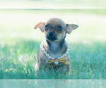 Small #3 Chihuahua