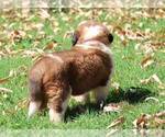 Small #3 Saint Bernard