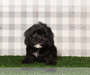 Cavachon Puppy for sale in MARIETTA, GA, USA