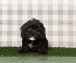 Small Cavachon