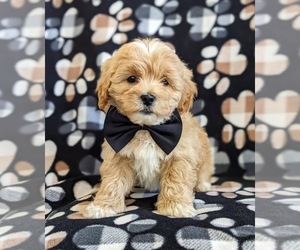 Lhasa Apso-Poodle (Toy) Mix Puppy for sale in LINCOLN UNIV, PA, USA