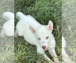 Small Photo #1 Siberian Husky-Siberian Husky Mix Puppy For Sale in VALRICO, FL, USA