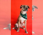 Small #4 American Bulldog-American Staffordshire Terrier Mix