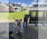 Small #3 Labrador Retriever Mix