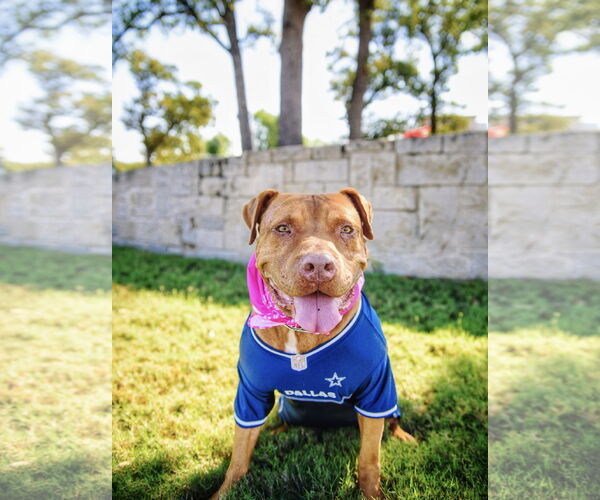 Medium Photo #4 American Pit Bull Terrier Puppy For Sale in Euless, TX, USA