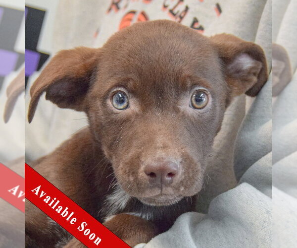 Medium Photo #1 Catahoula Leopard Dog-Labrador Retriever Mix Puppy For Sale in Huntley, IL, USA
