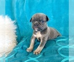 Small #3 English Bulldog
