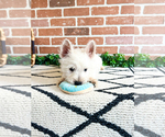 Small #1 West Highland White Terrier