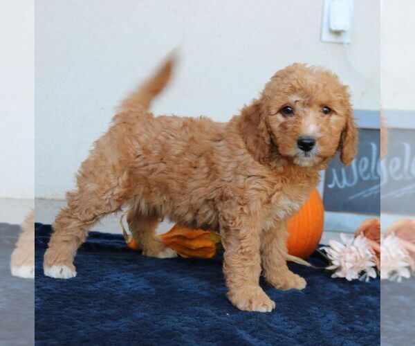 Medium Photo #2 Goldendoodle (Miniature) Puppy For Sale in LEOLA, PA, USA