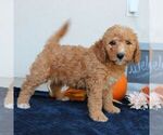 Milo - Male Goldendoodle (Miniature) Puppy for Sale - Photo #2