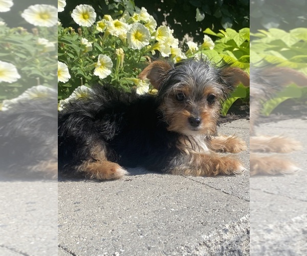 Medium Photo #7 Yorkshire Terrier Puppy For Sale in CANOGA, NY, USA