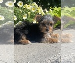 Small #6 Yorkshire Terrier