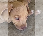 Small Photo #12 American Pit Bull Terrier Puppy For Sale in BAKERSFIELD, CA, USA